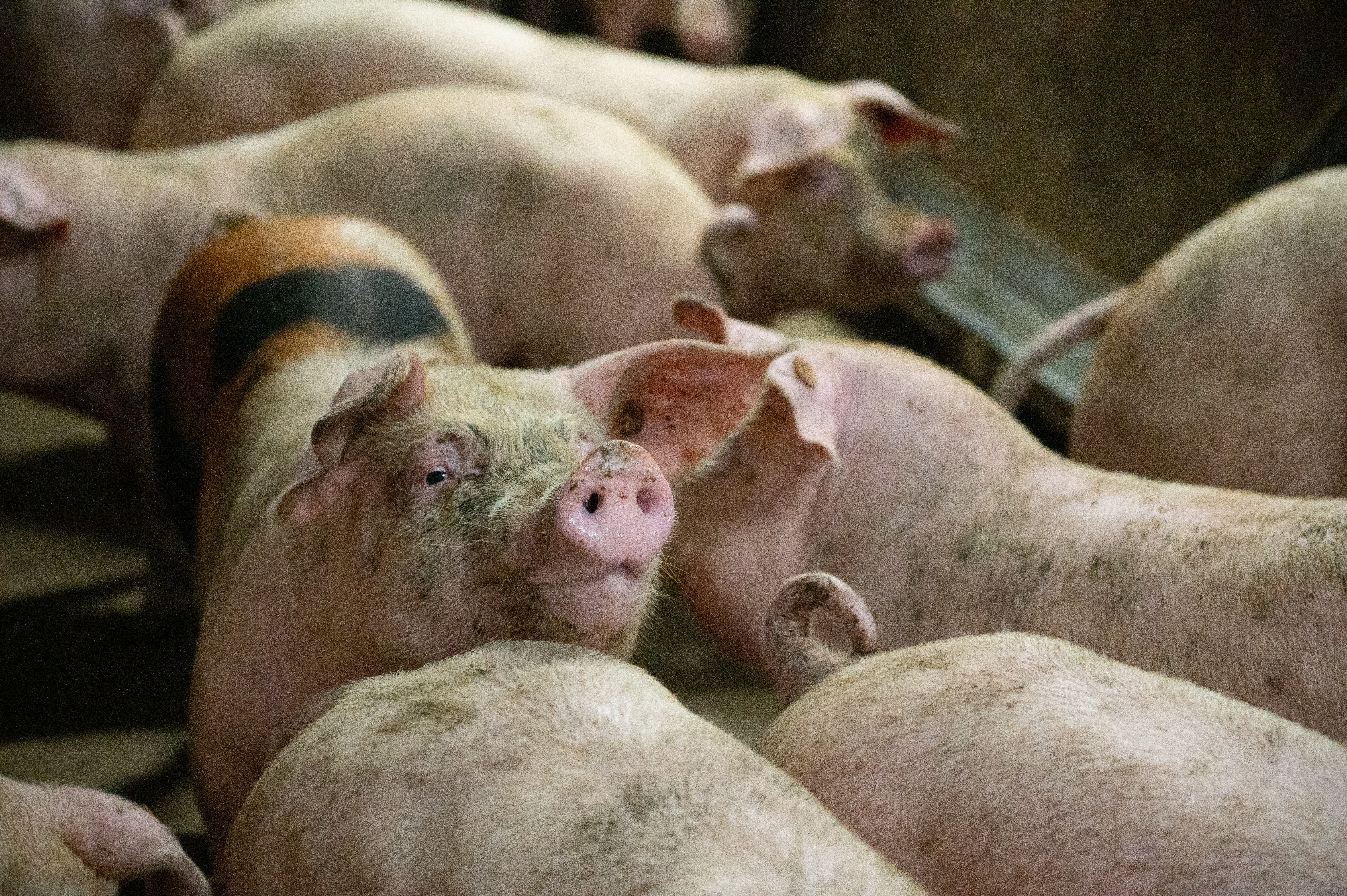 Duroc varkens in de stal
